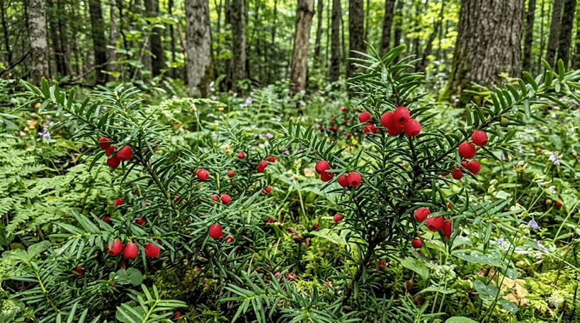 American Yew